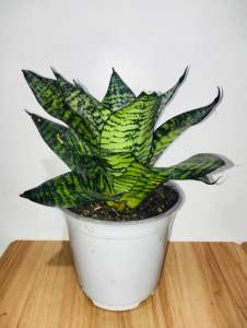 Sansevieria BirdsNest
