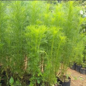 Bibit Tanaman Herbal Adas Pulowaras Siap Tanam