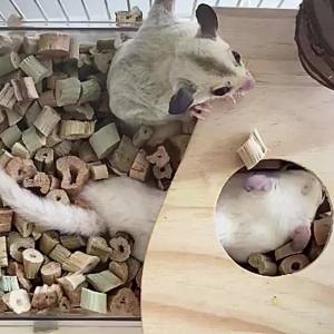 รองกรงผักตบชวาอบแห้ง ปลอดเชื้อไร้ฝุ้น 100% สำหรับ กระต่าย แฮมเตอร์ เม่น ดัมโบ้แรท