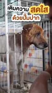 Nature Plus Fast Support ฟื้นฟูเร่งด่วน ลดอาการคัน สำหรับสัตว์เลี้ยง