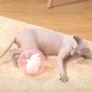 Wonderful Toys Kids Electric Plush Toys Rolling Ball Simulation Rabbit Hamster Cute Children Toy Teasing Cat Dog