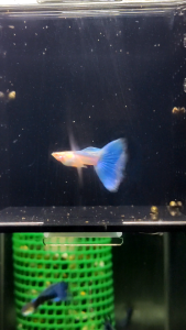 🐟Ajelis Guppy🐟 Sky Blue Guppy 天空蓝孔雀鱼 - Aquarium Ornamental Fish Tuxedo Guppy Ikan Hiasan 孔雀鱼 大尾巴 三角尾