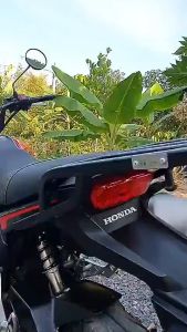 ตะเเกรงท้าย MSX 125 ตัวเก่า -2015 v.1 ไฟตาเดียว ก่อน SF ทรง V.1 งานไทยเเท้ สีเต็มเหล็กหนา【ร้านไทย】