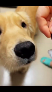 【2 Tubes/1box】Fipronil Flea Tick Control Remover Topical Treatment Cat Dog Anti Flea Veterinarian (1 Tube/0.67ml )