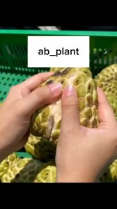 Bibit Srikaya Jumbo Hasil Okulasi Siap Berbuah
