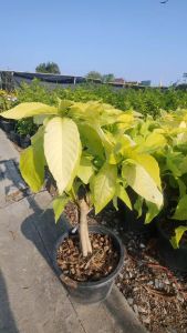 แสงจันทร์ แข็งแรงและรากเต็มกระถางขนาด กระถาง 11 นิ้ว (กทม)