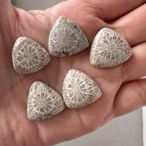 ❤️❤️Fossil Coral Stones Cabochon in Triangle Shape 5 Pcs ❤️❤️