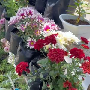 Benih Seribuan - Media Tanam Siap Pakai Kaya Nutrisi Metan Bebas Hama 2 Liter