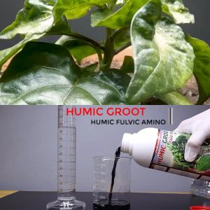 Humic Groot ฮิวมิค กรูท ฮิวมิค ฟูลวิค อะมิโน คุณภาพสูง ขนาด 1 ลิตร เกรดพรีเมี่ยม บำรุงดิน ปรับpH ดิน กระตุ้นรากพืช เพิ่มการจับธาตุอาหาร