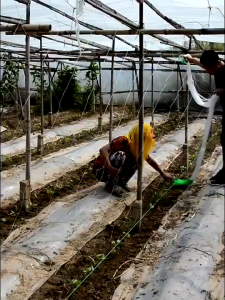 2M X 100M Jaring Tanaman Cucumber Net Netting Climbing Plants Support Garden Net Mesh Netting Planting Tool