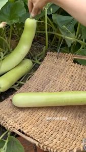 Hạt giống Bầu Sao Lai F1 RADO 26 Túi 10 hạt Siêu đậu quả Trái dài | Hạt giống Rạng Đông