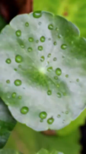 Glad2Glow Centella Salicylic Acid Acne Gel Cleanser Facial Wash Face Wash Sabun Cuci Muka Jerawat Komedo Sabun Cuci Muka