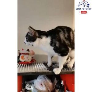 Luka😊พร้อมส่ง💯หนามไล่แมว ป้องกันแมว แผ่นหนามไล่แมว ง่ายต่อการใช้ แผ่นแทงแมว ที่กันแมว