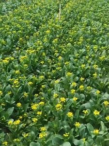 CHOY SUM SEEDS / (600SEEDS) TSOI SUM SEEDS / CHOI SUM SEEDS