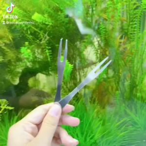 Nĩa inox xiên trái cây-ăn ốc-bánh kem tiện lợi