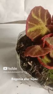 tanaman hias daun begonia alur hijau begonia karpet merah