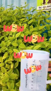 ถ้วยตวง ขนาด 1.1 ลิตร