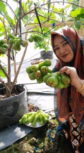 BIBIT TANAMAN JAMBU AIR KIOJOK 🌱 Rasa Buah Dijamin Sangat Manis dan kandungan air banyak menjadi ciri khas. Salah satu buah yang istimewa ini siap membawa kebahagiaan di meja makan Anda. * Bibit jambu air kiojok ini adalah bibit unggulan Super