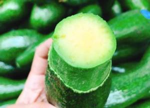 ต้นอะโวคาโด 034 นำเข้าจากเวียต้นอโวคาโด 60-80เซ็น ผลผลิตสูง ให้ผลผลิตสูง ติดผลตลอดปี