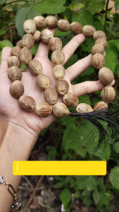 Tasbih Kelapa Mini/kelapa kecil isi 33 Butir