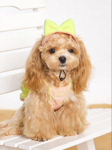 Mooki pet | Quần Áo Cho Chó Dòng Nhỏ Mùa Hè Nghỉ Dưỡng Biển