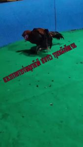 ไข่ไก่ชน สายเบอร์แข้งทุบหลัง ชุด 3 ฟอง รับประกันเชื้อ จัดส่งด่วนทั่วประเทศ!