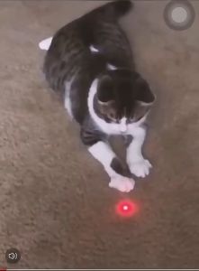 Mainan Kucing Laser Merah Senter Kucing Pet Toys