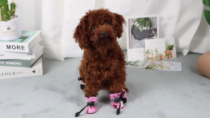 Giày Chó Mèo có dây rút chống tuột họa tiết khỉ nâu (hàng mới về) - Love Pets Shop