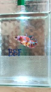 (can choose) Female betta Fish HMPK variants /cheap active and healthy betta fish.