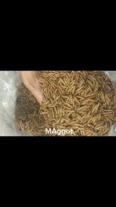 MAGGOT KERING BSF OVEN MAGGOT KERING PAKAN IKAN CHANNA MAGGOT 100GR