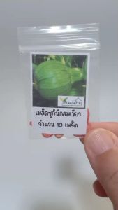 10 เมล็ด ซูกินีลูกกลม เมล็ดซูกินีลูกกลม ซุกินีลูกกลม เมล็ดซุกินีลูกกลม ซูกินีกลม เมล็ดซูกินีกลม ซูกินี เมล็ดซูกินี