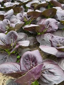 Purple Pechay Pak Choi Vegetable Seeds (500 seeds)