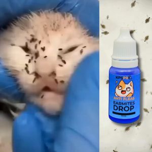 KPSPro Ubat Kutu Kucing Cat Flea Cat Earmite Drop Ubat Kutu Telinga Kucing Anti Flea Tick Kurap 10ml