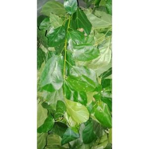 ANONANG LEAVES(MIRACLE LEAVES) MABISA SA MAY BINAT SAKIT SA ULO SAKIT NG TIYAN MURA LANG TO PLANTS