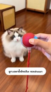 จัดส่งจากกรุงเทพ ของเล่นแมว ลูกบอลแมวอัติโนมัติ สมาร์ทไฟฟ้า หมุนได้ ของเล่นแมวโต้ตอบ