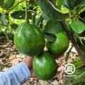 1 paket isi 4 Entres / batang segar / Cutting Alpukat Miki dan Aligator. 