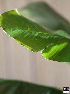 Bird of Paradise Potted พืชประดิษฐ์สำหรับในร่มกลางแจ้ง Home Office Garden ตกแต่งโมเดิร์นของขวัญพิธีขึ้นบ้าน