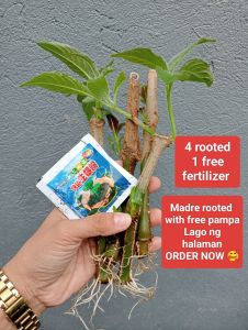 2+1 madre de Agua plant alternative feed for poultry animals