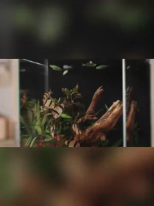 Xiaomi Mijia smart destop fish tank ตู้ปลาอัจฉริยะ 10L ตู้ปลาตั้งโต๊ะ เชื่อมต่อและควบคุมผ่านแอพได้  ทรงดีไซน์ เรียบหรู