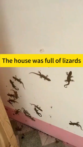 2025 Gecko repeller🦎 【Destroy Lizard Nervous System】Lizard Repellent Selamatuntukibu& bayi Ultrasonic Gecko Repellent penghalau cicak 壁虎驱除剂 | Ubat Cicak Berkesan | 360° Repeller | Harmless to Human & Pets | Also Repels Rats & Mosquitoes