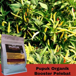 Pupuk Pelebat Buah cabe rawit Booster cabe rawit Pupuk cabe rawit awal tanam paling Bagus