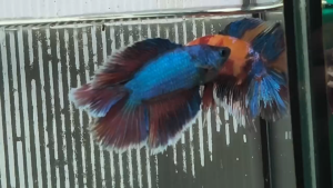 Double Tail Plakat/Halfmoon 双尾 将军/半月 Betta Fish/Ikan Laga/打架鱼/斗鱼 (Male/Jantan/公鱼) Size : M