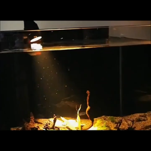 โคมไฟตู้ปลา LED ไฟเลี้ยงตู้ปลา ซูมได้ กันน้ํา สําหรับตกแต่งตู้ปลา พิพิธภัณฑ์สัตว์น้ํา 16.8W การหรี่แสง 3 สี