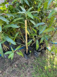 ต้นมะม่วงเขียวเสวยแบบทาบกิ่ง