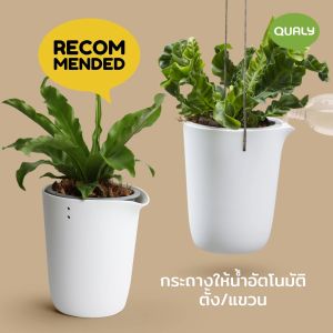 Oasis round pot Self watering Plant pot กระถางต้นไม้ให้น้ำอัตโนมัติ ตั้ง/แขวน size L Qualy(คอลลี่)