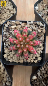 Gymnocalycium Mihanovichii. ID: Multicolor / Gymnocalycium Variegated / Cactus Succulents