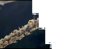 Spray Membasmi Lalat Rumah | Lalat Tanaman | 100% Super Ampuh | Ramah Lingkungan | Pilihan Ukuran 250ml | Isi 1 Liter