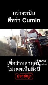 เม็ดยี่หร่า เทียนขาว Cumin Seed 100กรัม เครื่องเทศ และเครื่องปรุงรส ตรา ปราชญา