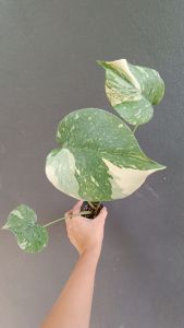 ด่างเลือกต้นได้  ต้นมอนสเตอร่าไทคอน  Monstera Thaicon กระถาง 3 นิ้ว