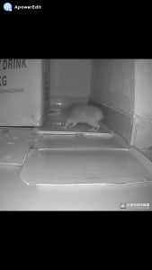 ⚡SG HOT SALE⚡Strong Sticky Mouse Board Rat Board Traps Glue Catch The Mouse Artifact Rodent Bait Glue BoardTraps Glue Mice